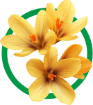 Vajradanti